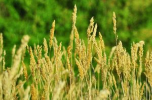 Amber waves of grain